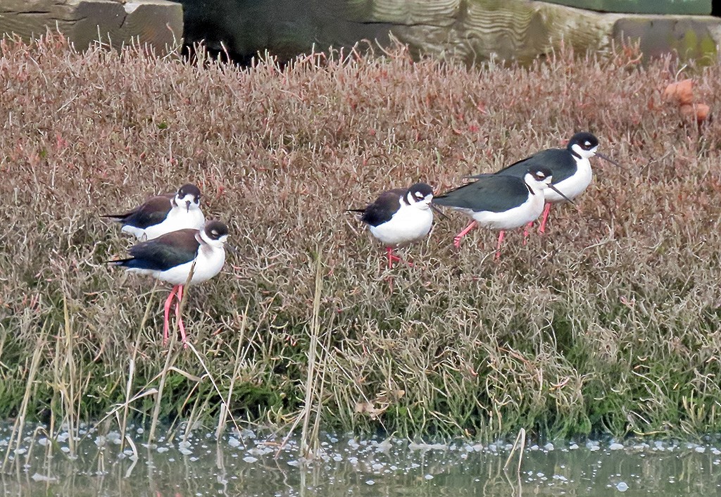 svartkronestylteløper - ML646544693