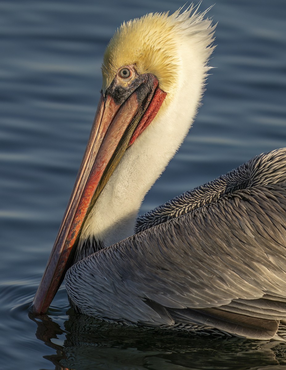 brunpelikan - ML646544694