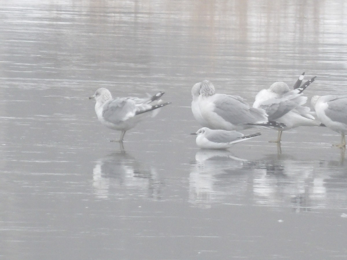 kanadahettemåke - ML646544695