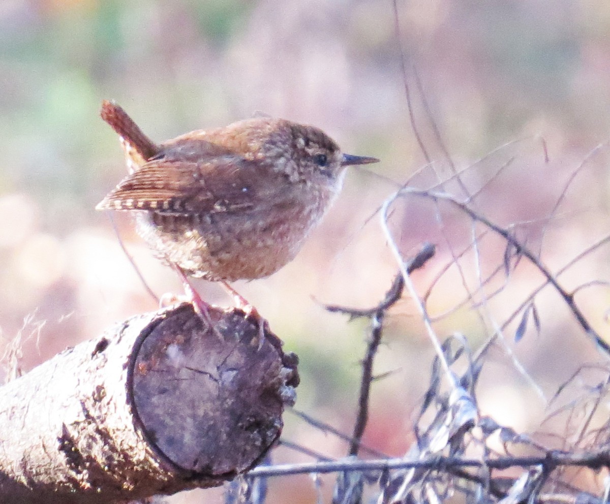 Winter Wren - ML646544696