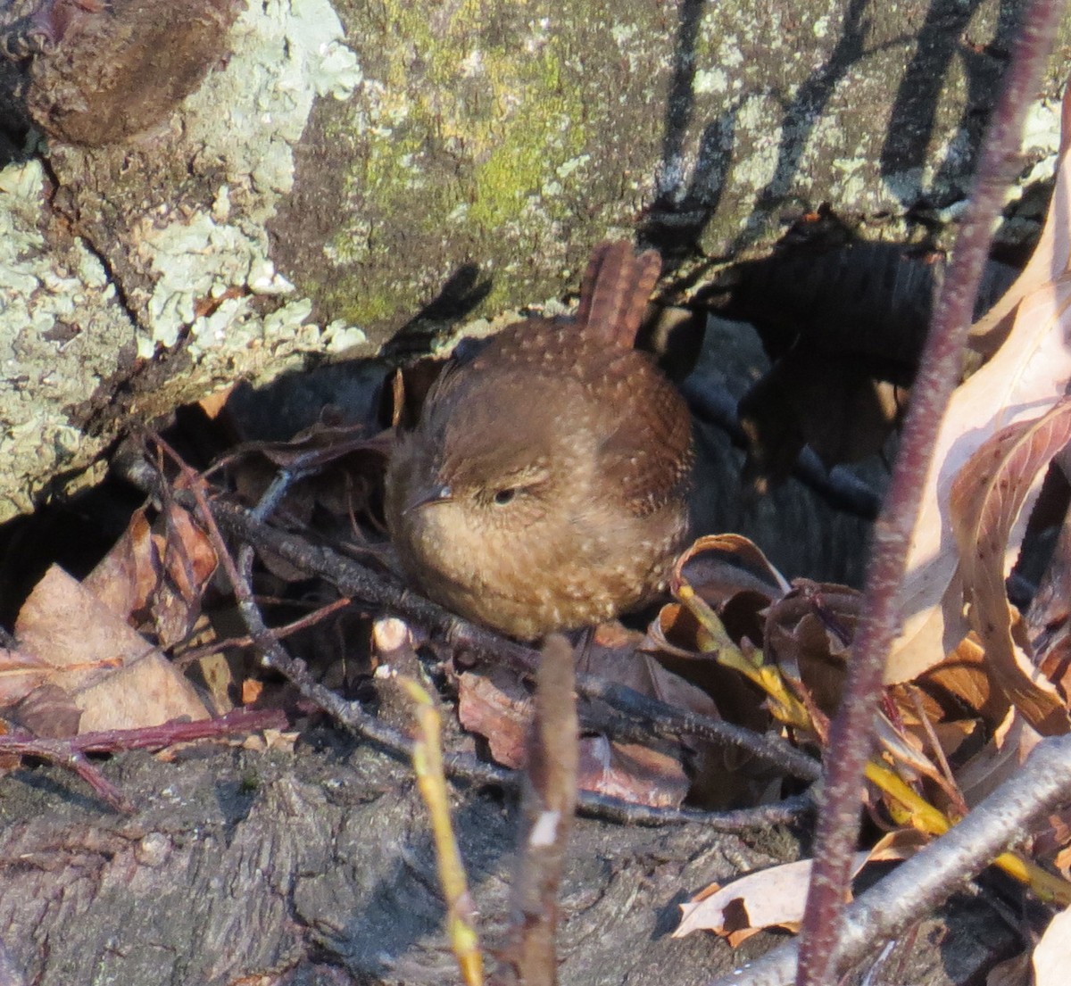 Winter Wren - ML646544697