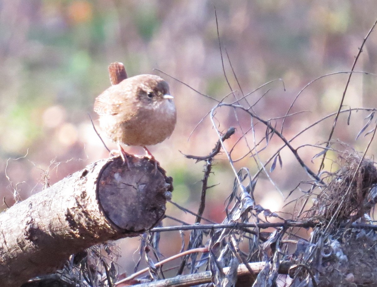 Winter Wren - ML646544698