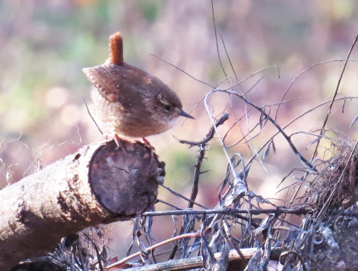 Winter Wren - ML646544699