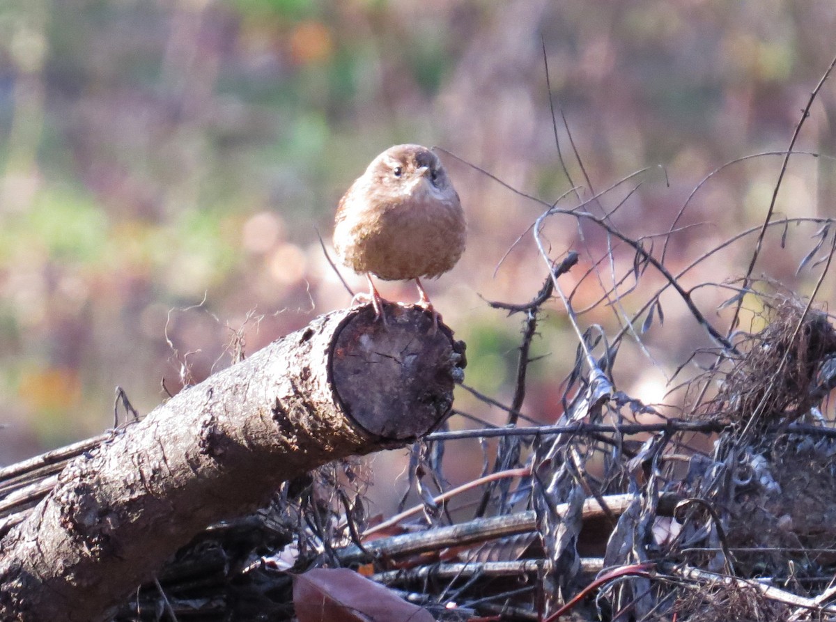 Winter Wren - ML646544700
