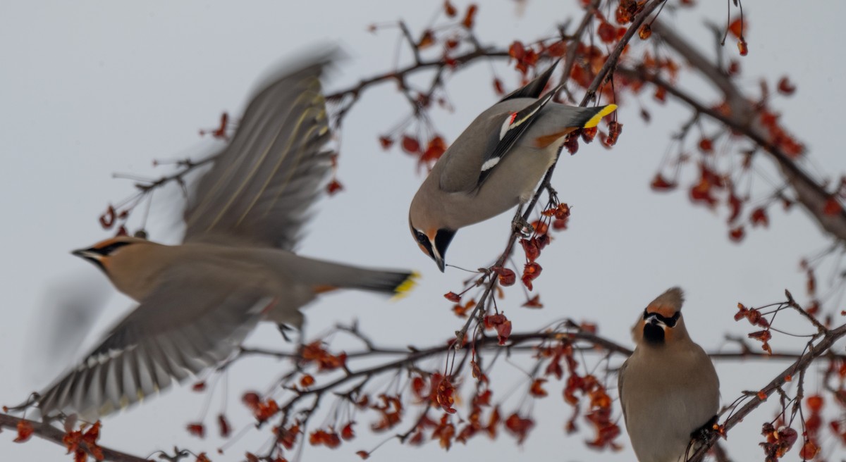 Bohemian Waxwing - ML646544701