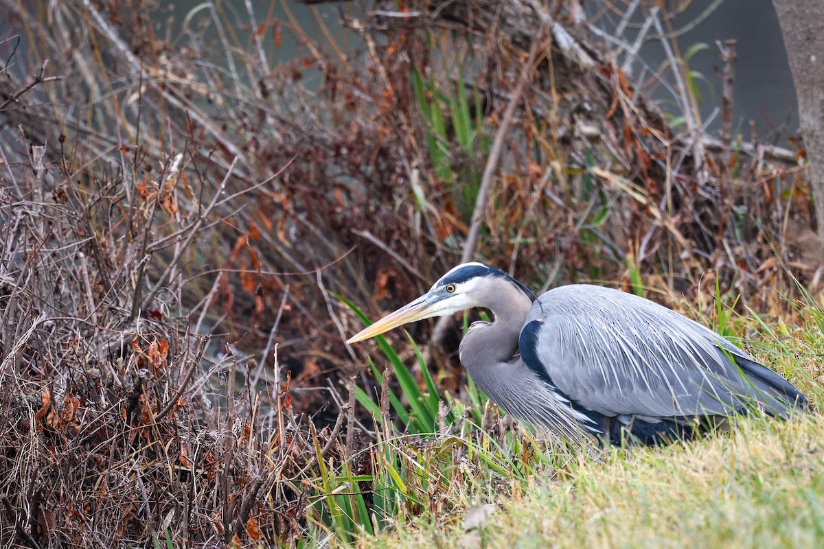 herodiashegre - ML646544702