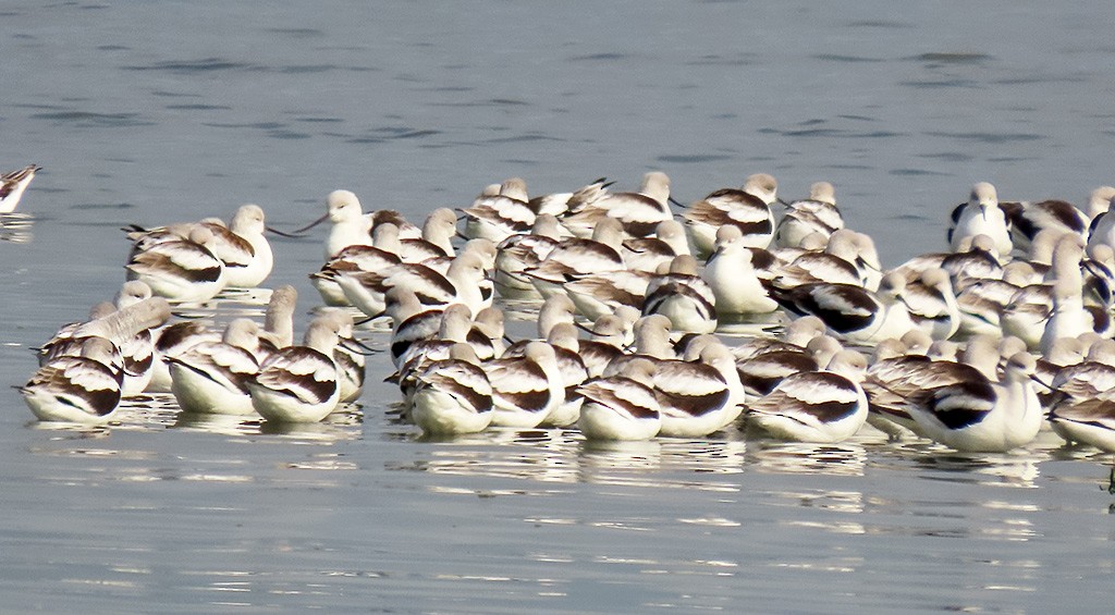 amerikaavosett - ML646544703