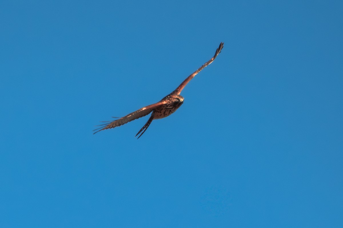 rødstjertvåk - ML646544704