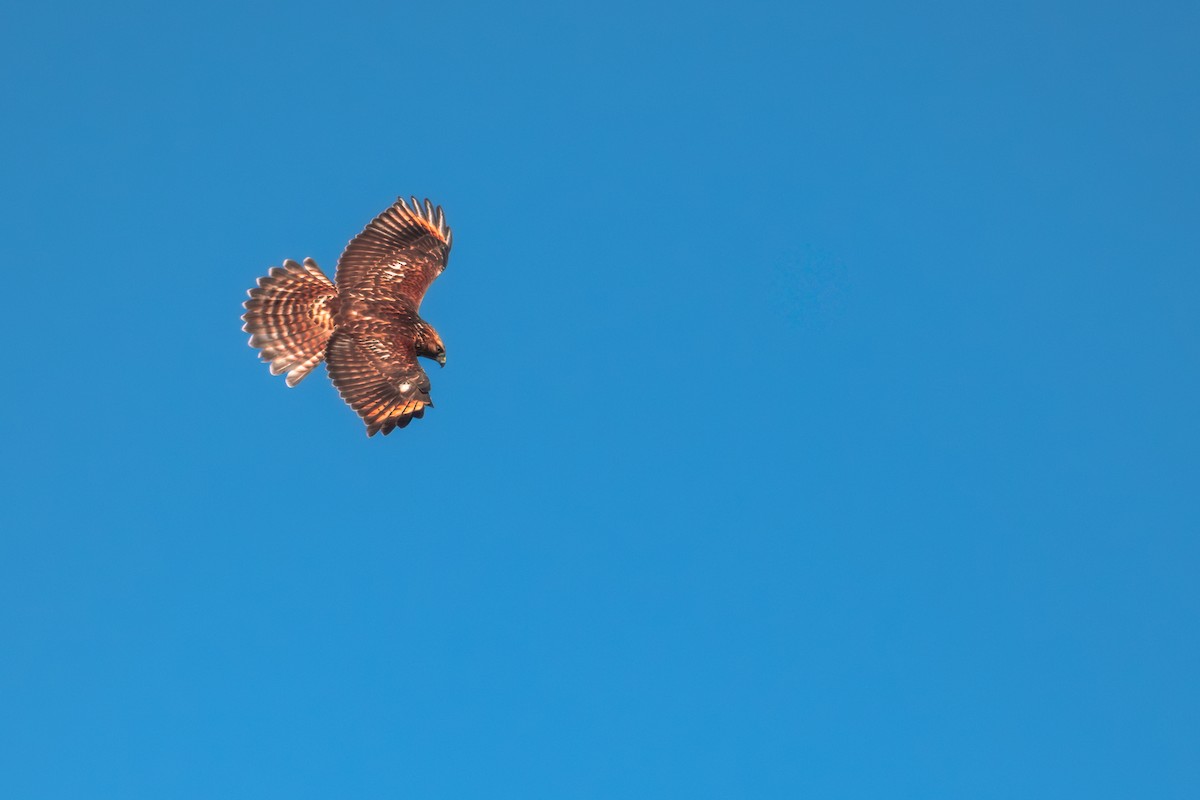 rødstjertvåk - ML646544705