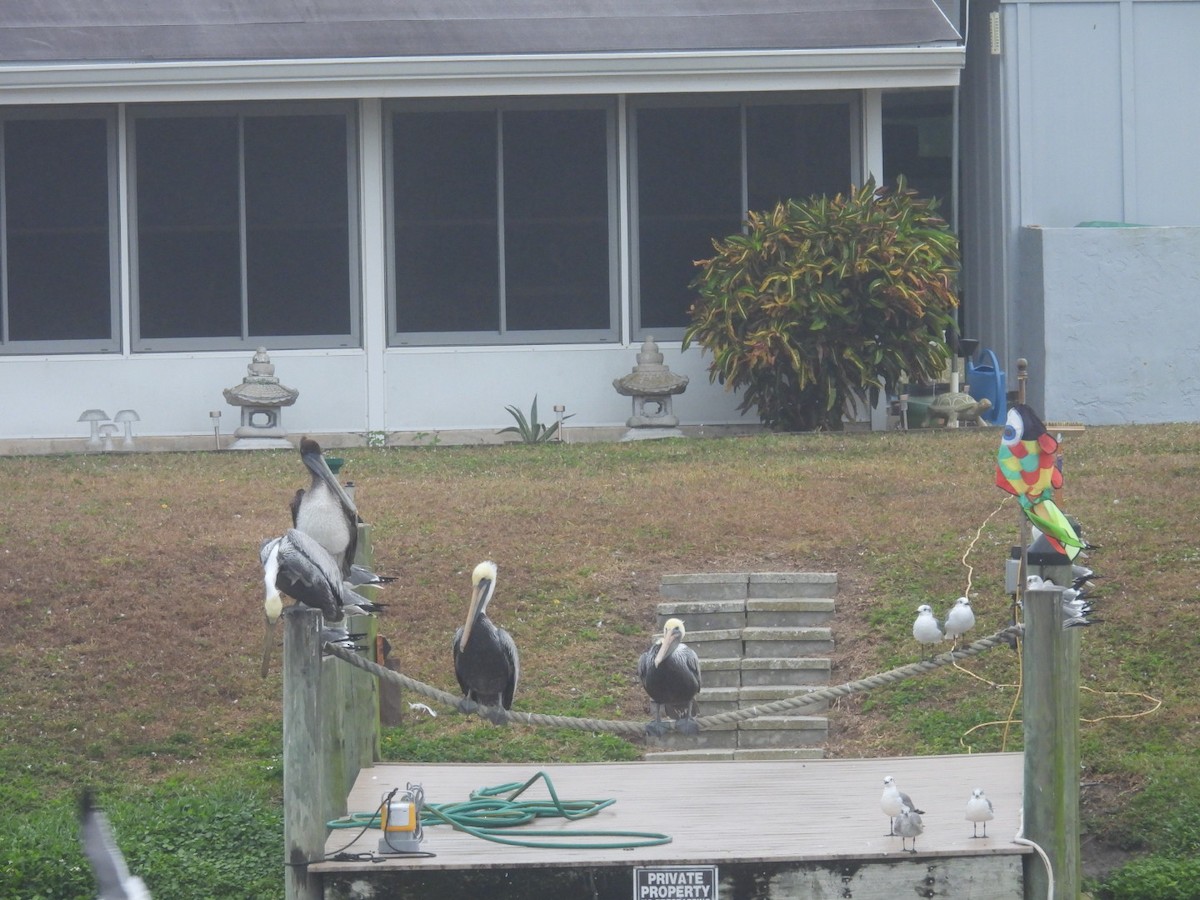 brunpelikan - ML646544706