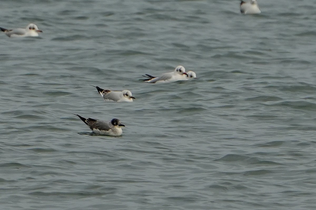 franklinmåke - ML646544707