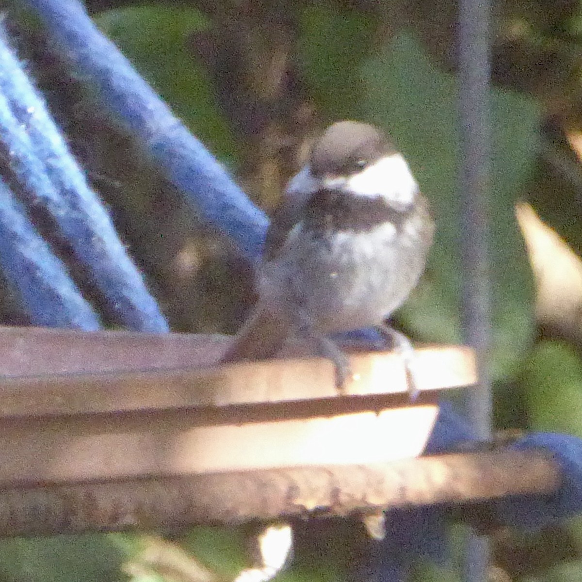 kastanjemeis - ML646544708