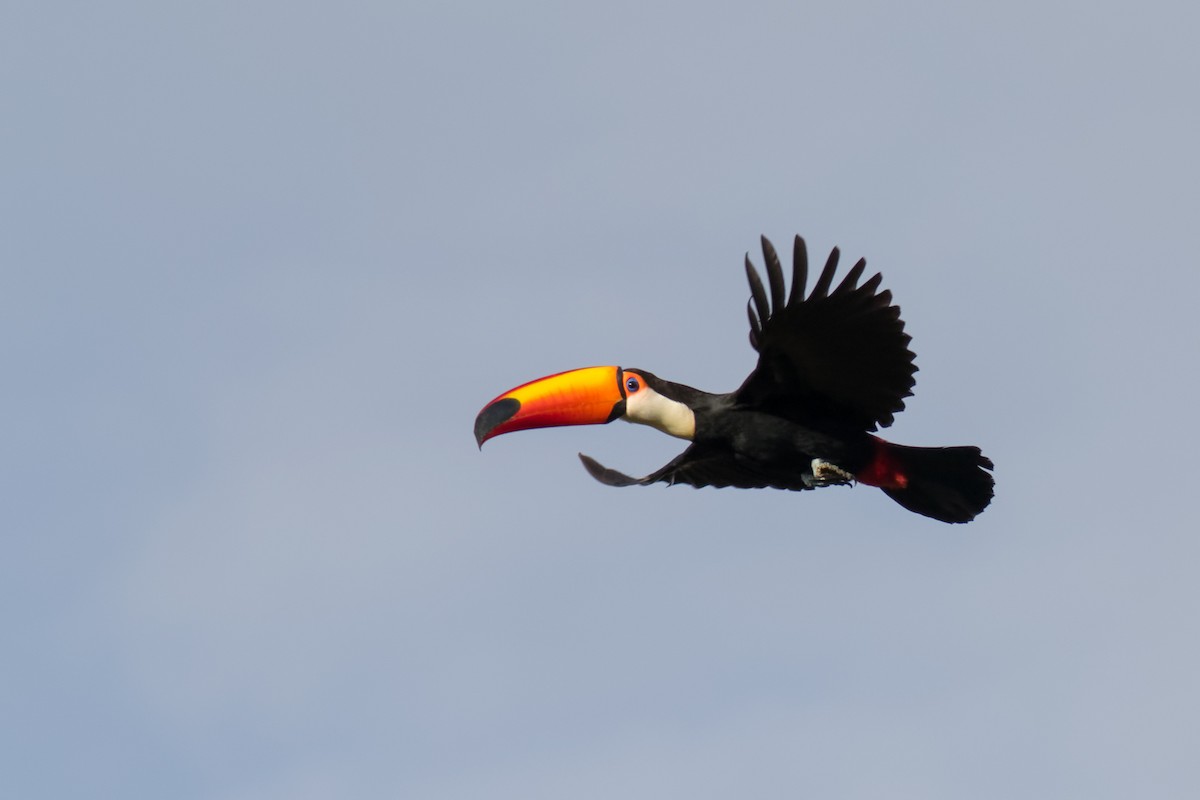 tocotukan - ML646544709