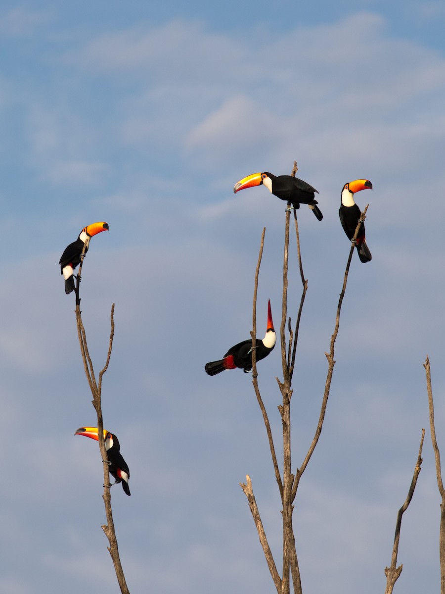 tocotukan - ML646544710