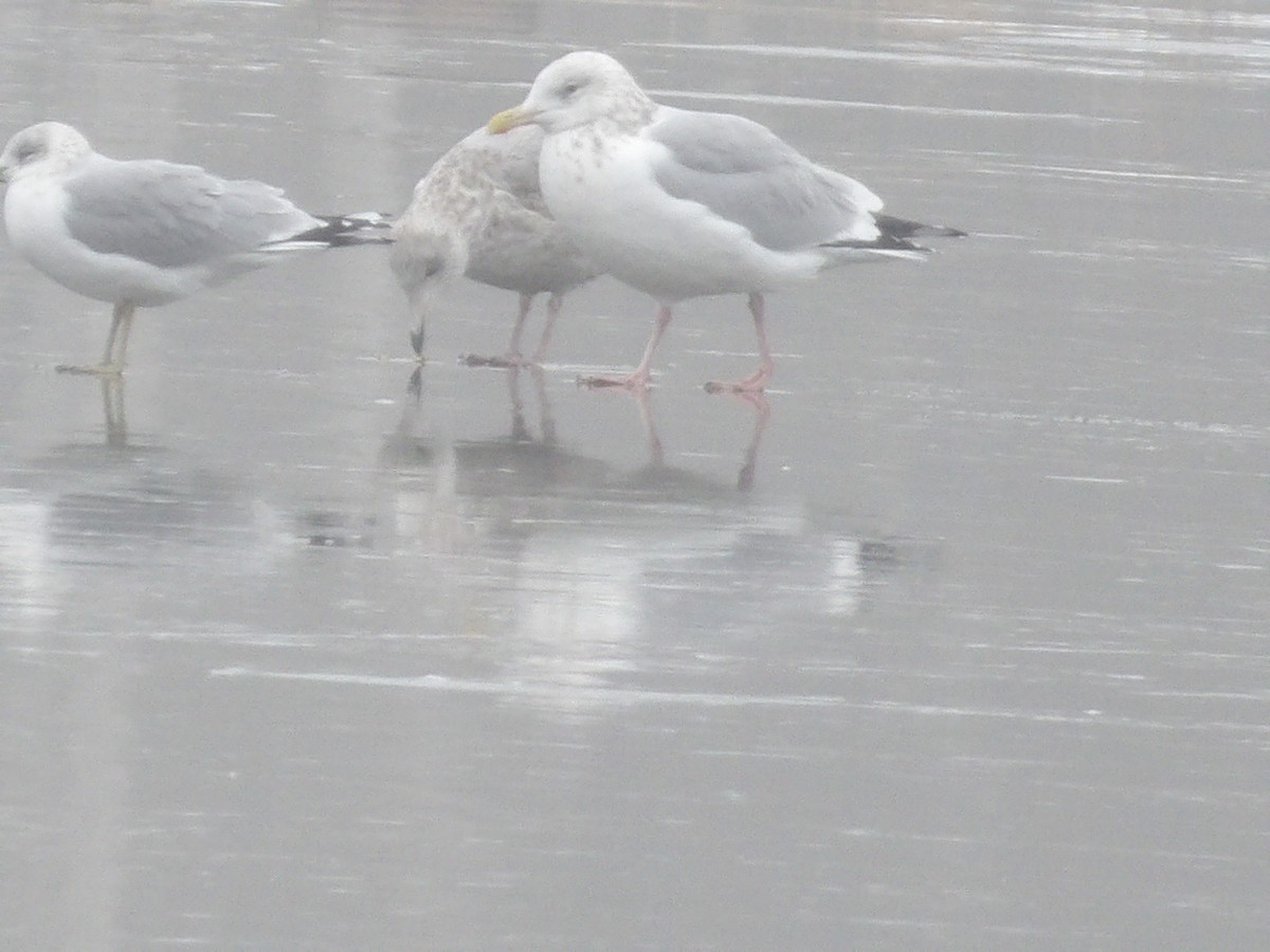 Американская чайка - ML646544711