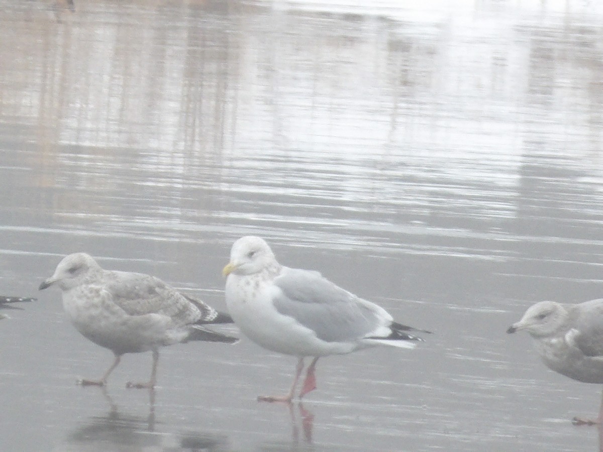 Американская чайка - ML646544712