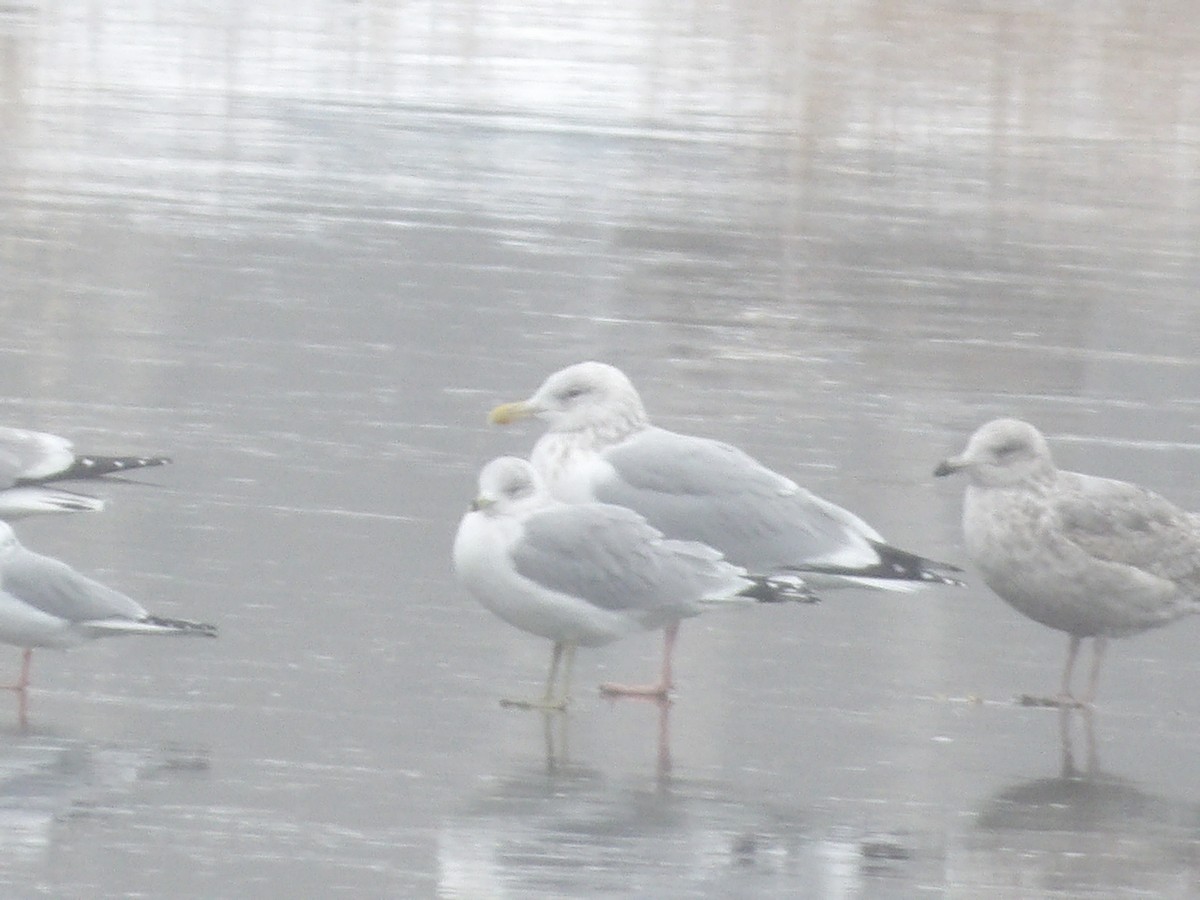 Американская чайка - ML646544713