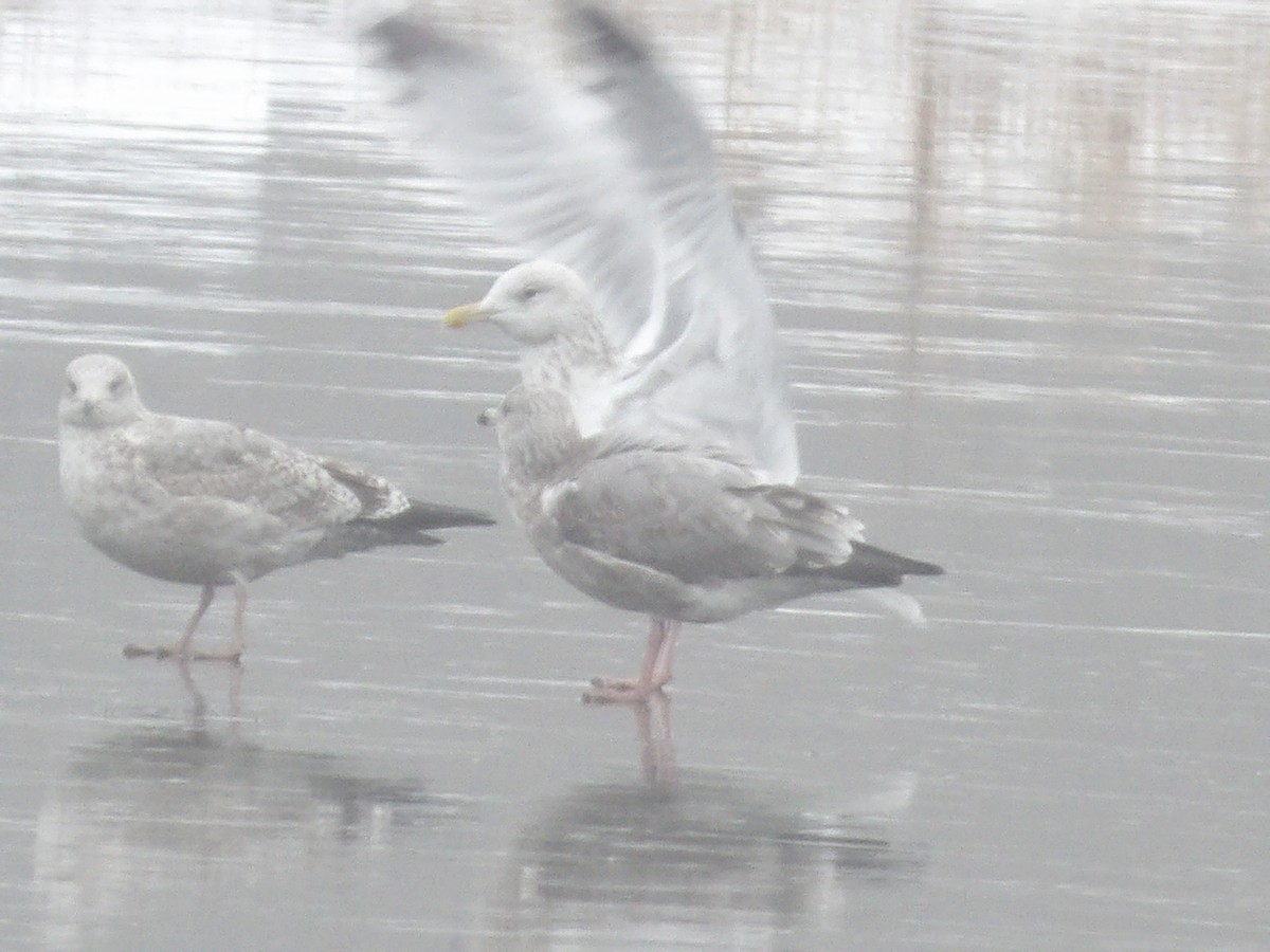 Американская чайка - ML646544714