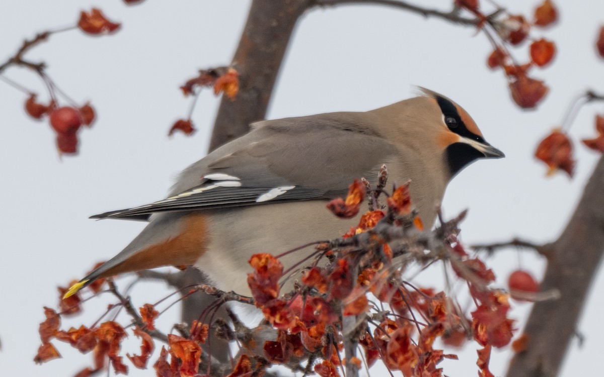 İpekkuyruk - ML646544715