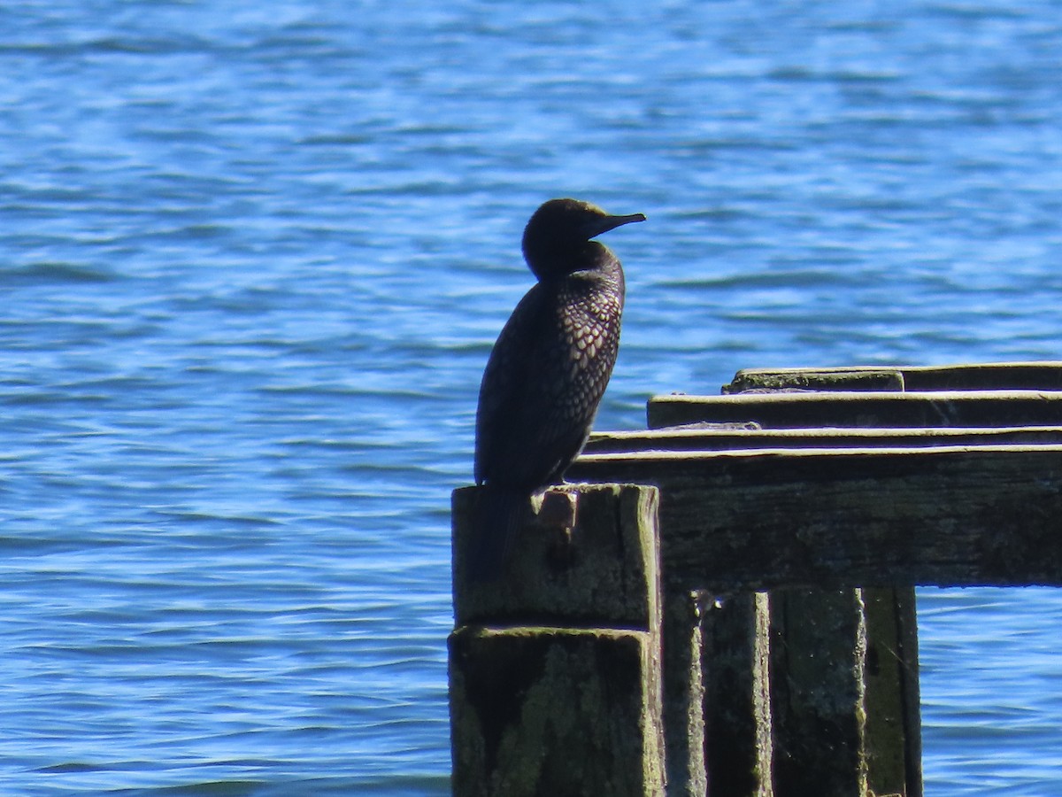 Little Black Cormorant - ML646544724