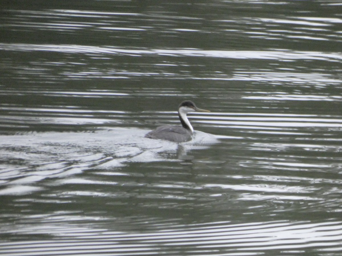 İnce Gagalı Batağan - ML646544728