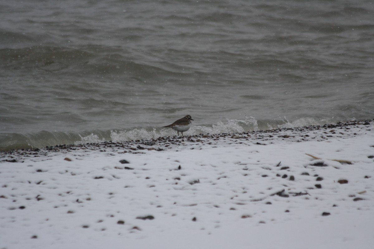 Killdeer - ML646544729