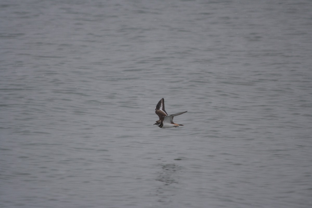 Killdeer - ML646544730