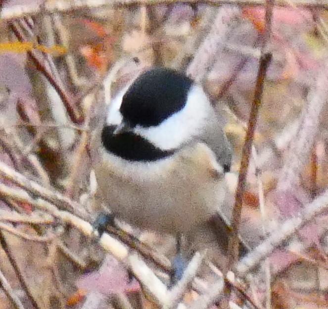 Carolina Chickadee - ML646544731