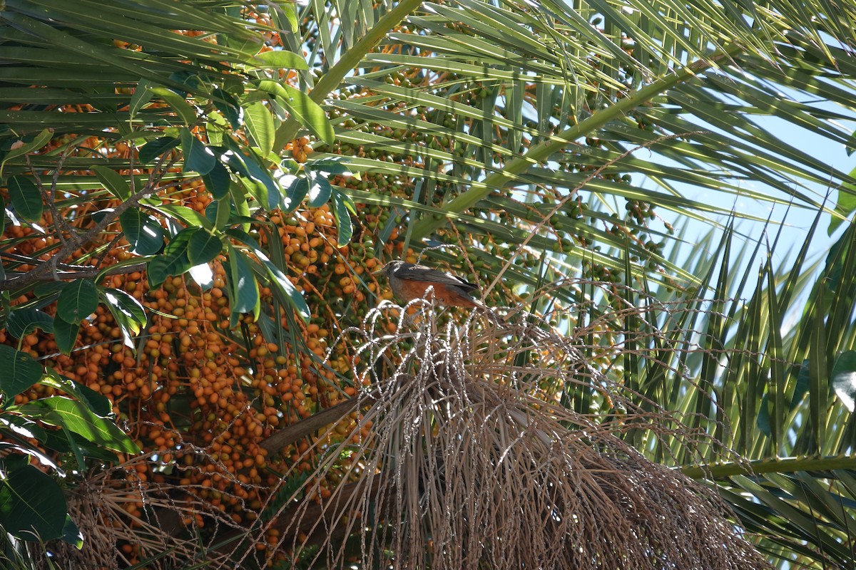 Rufous-bellied Thrush - ML646544733