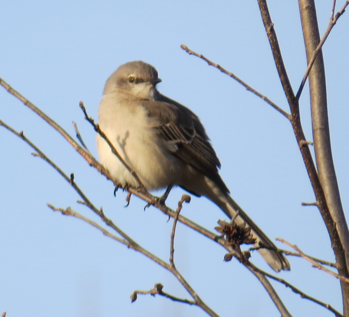 Northern Mockingbird - ML646544737