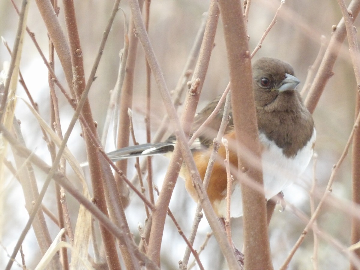 Красноглазый тохи - ML646544739