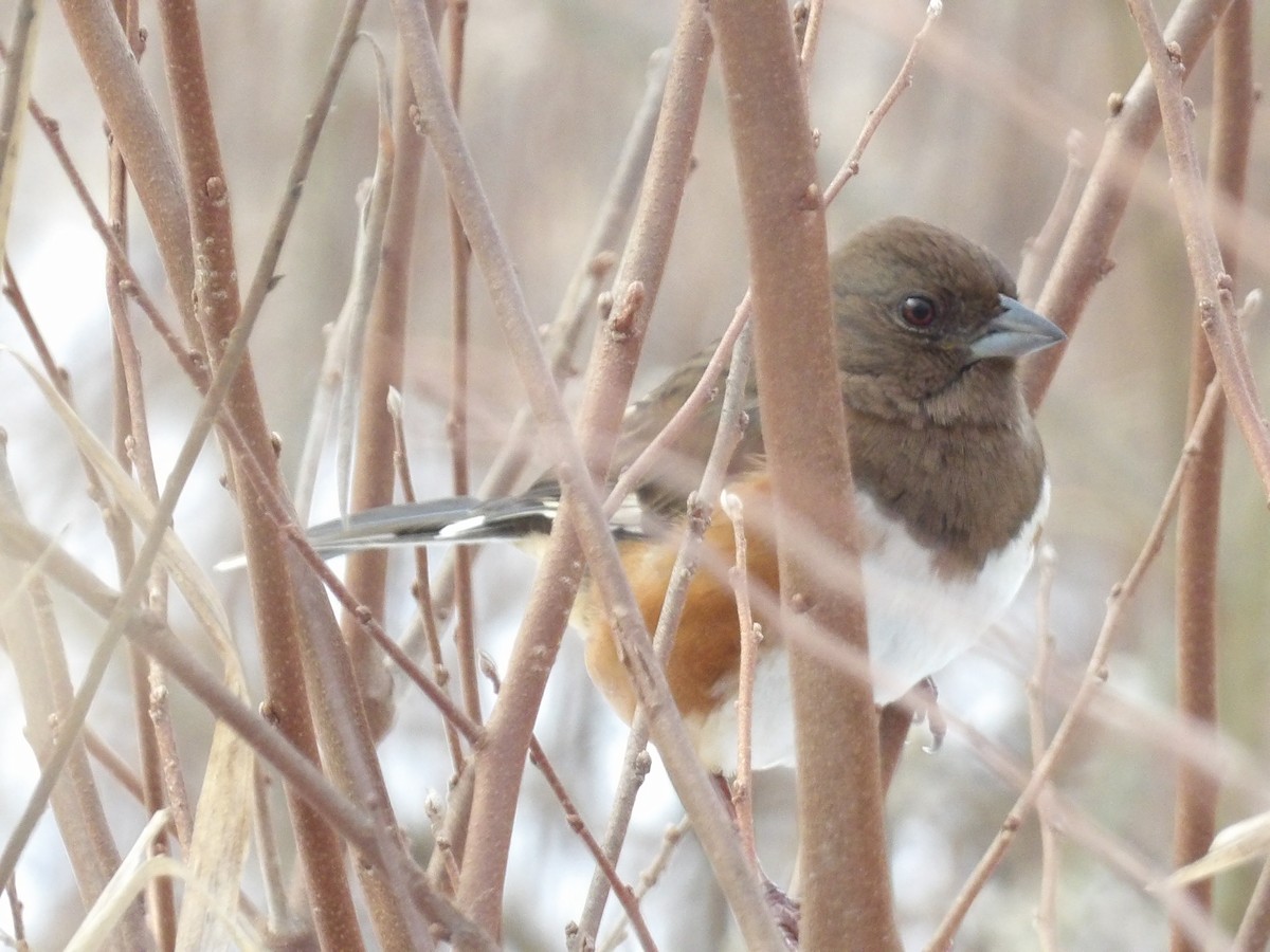 Красноглазый тохи - ML646544741