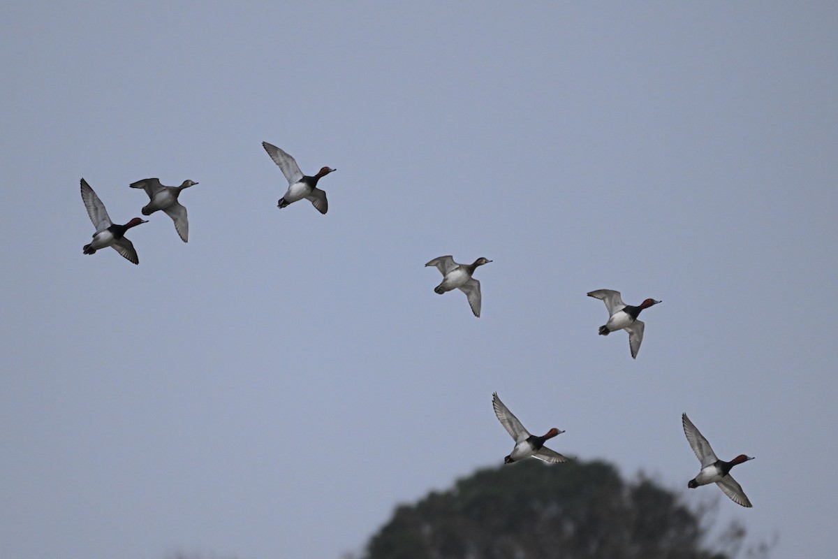 Redhead - ML646544742