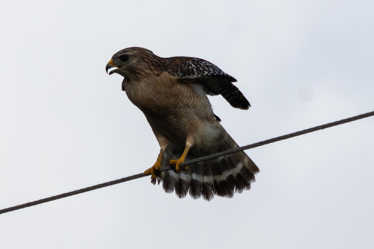 káně páskovaná - ML646544743