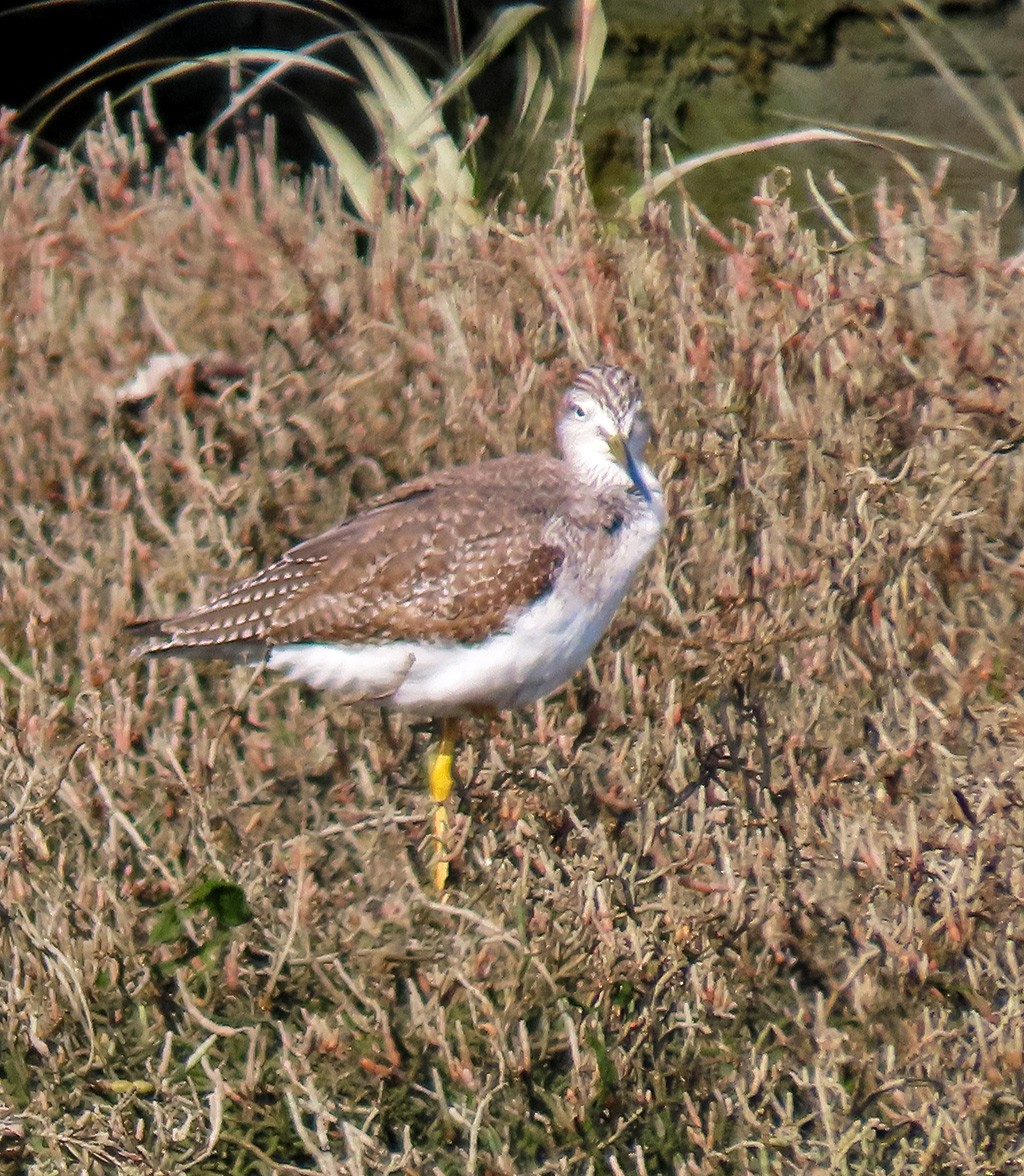 Greater Yellowlegs - ML646544744