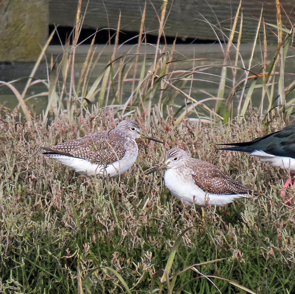 Greater Yellowlegs - ML646544745
