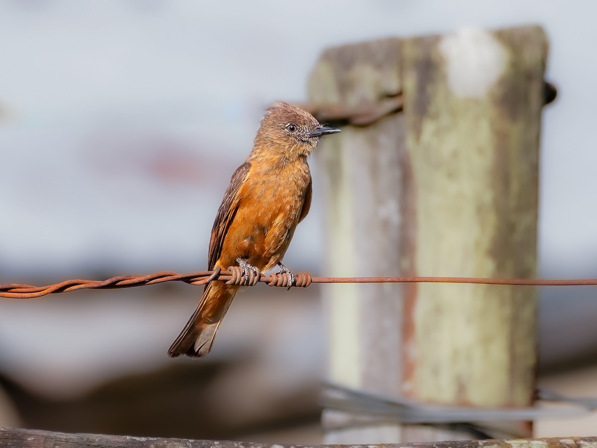 Cliff Flycatcher - ML646544747