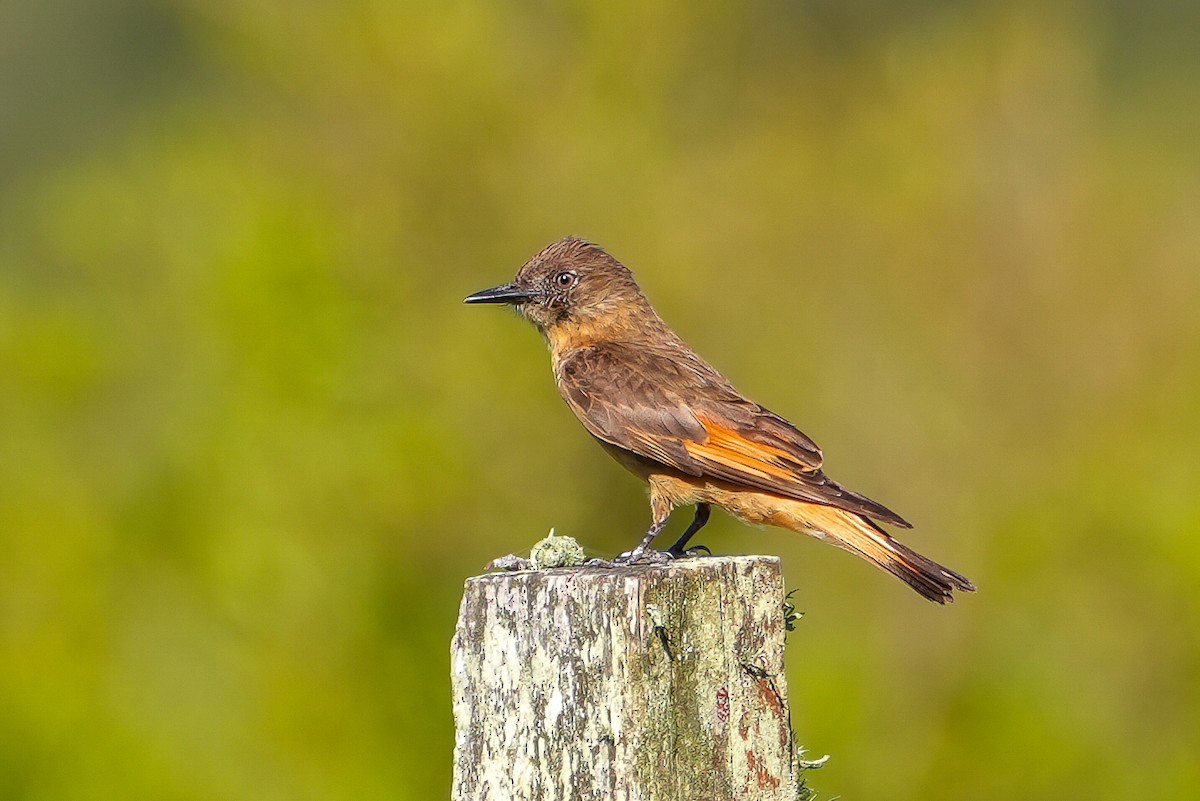 Cliff Flycatcher - ML646544748