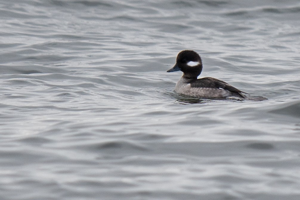 Bufflehead - ML646544749