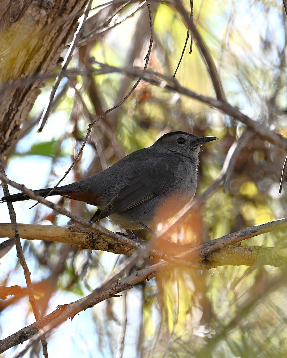 Gray Catbird - ML646544750