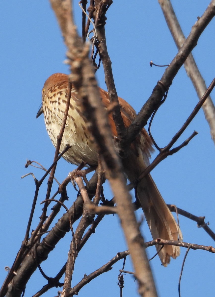 Brown Thrasher - ML646544758
