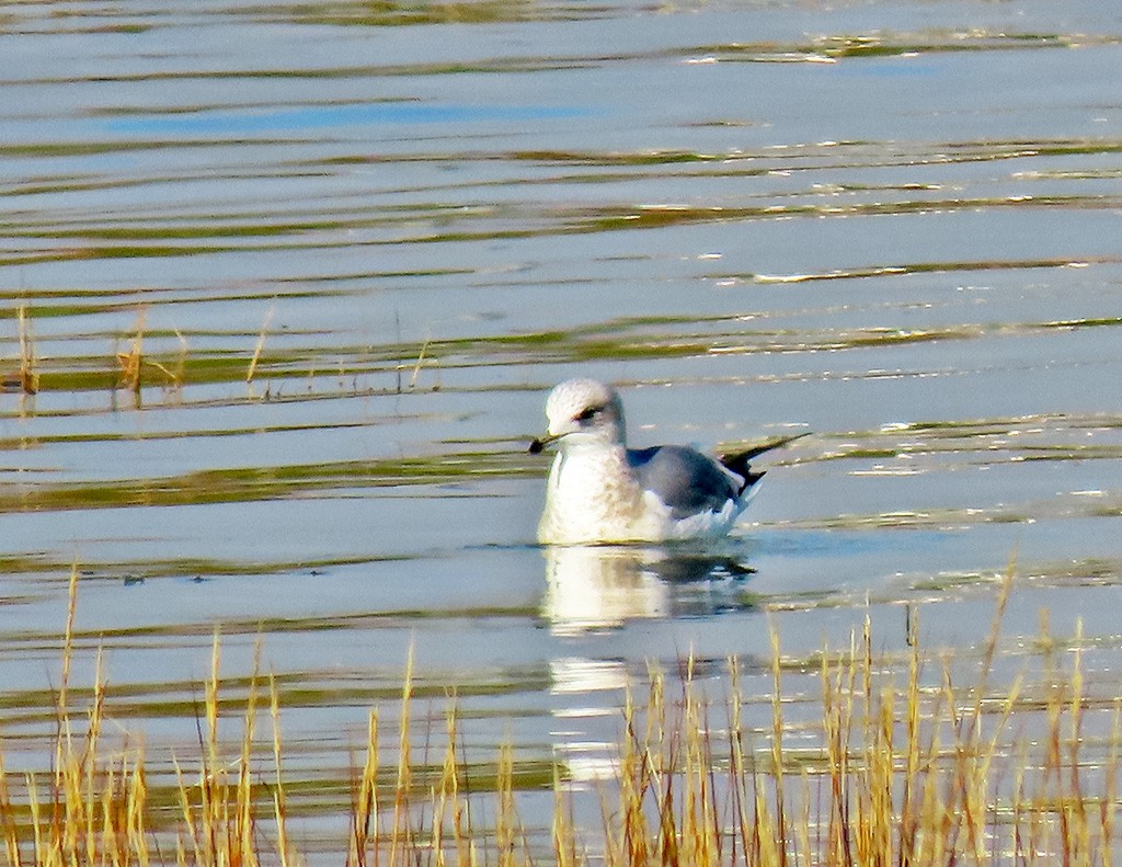 Short-billed Gull - ML646544759