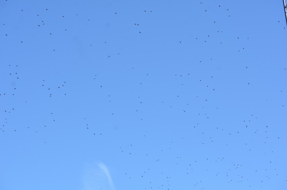 Storno - ML646544760