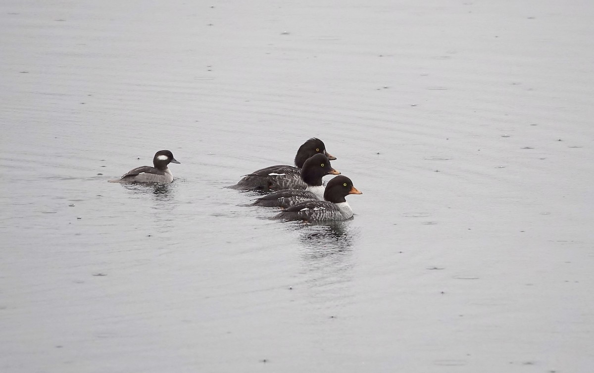Bufflehead - ML646544762