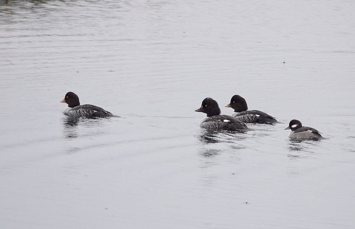 Bufflehead - ML646544763