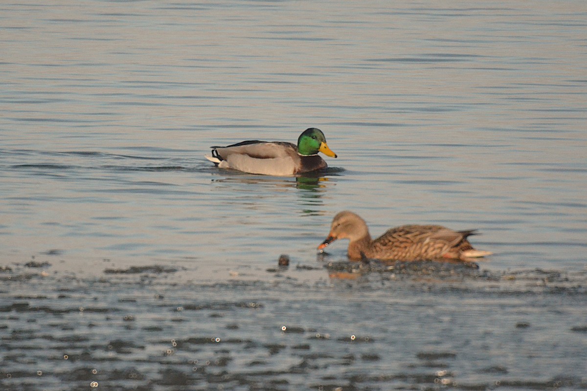 Stockente - ML646544764