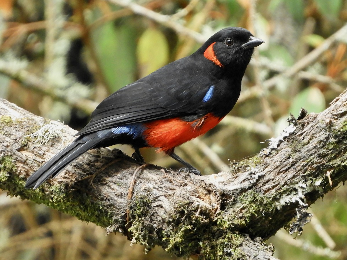 Scarlet-bellied Mountain Tanager - ML646544768