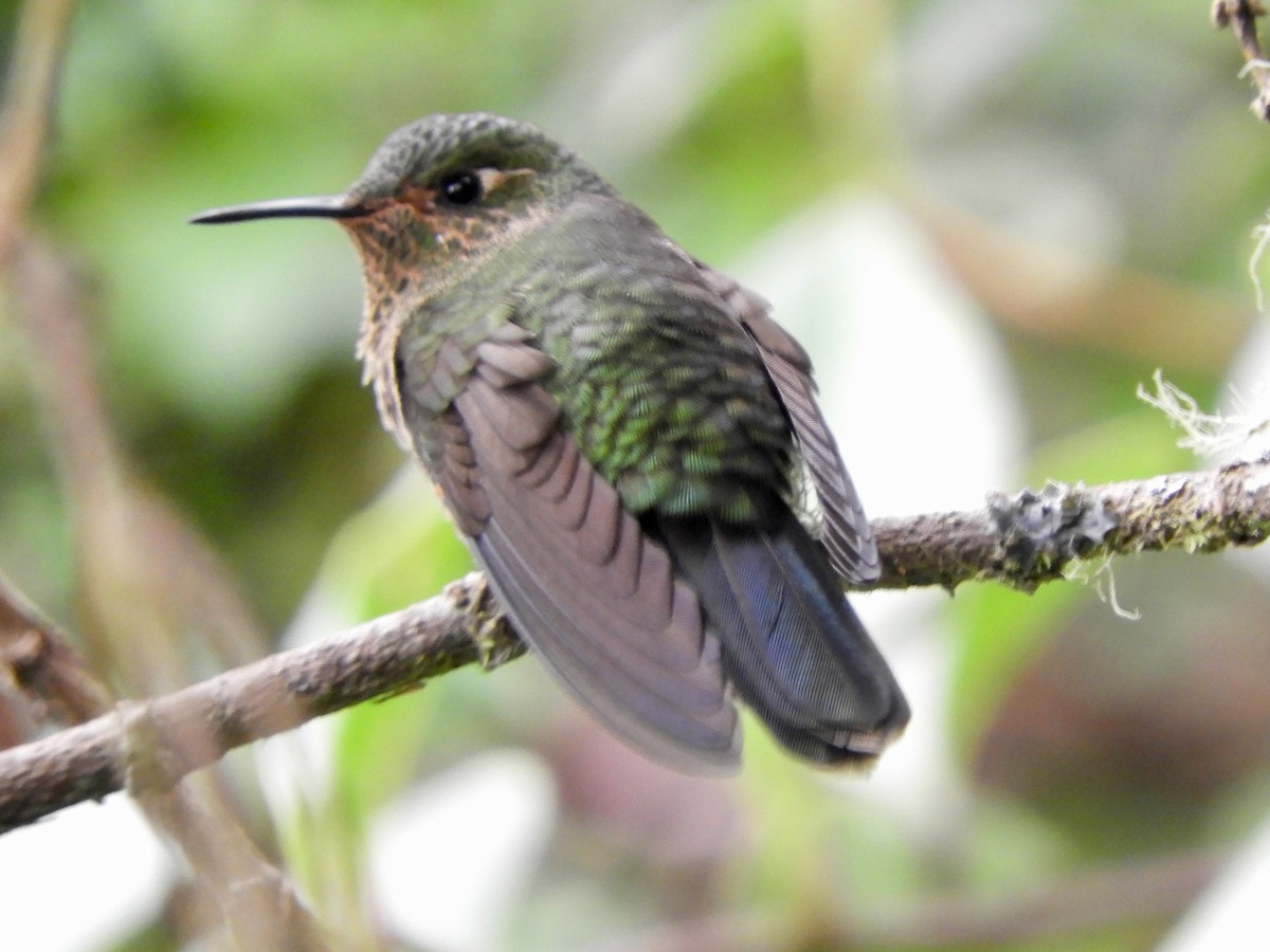 Viridian Metaltail (Viridian) - ML646544769