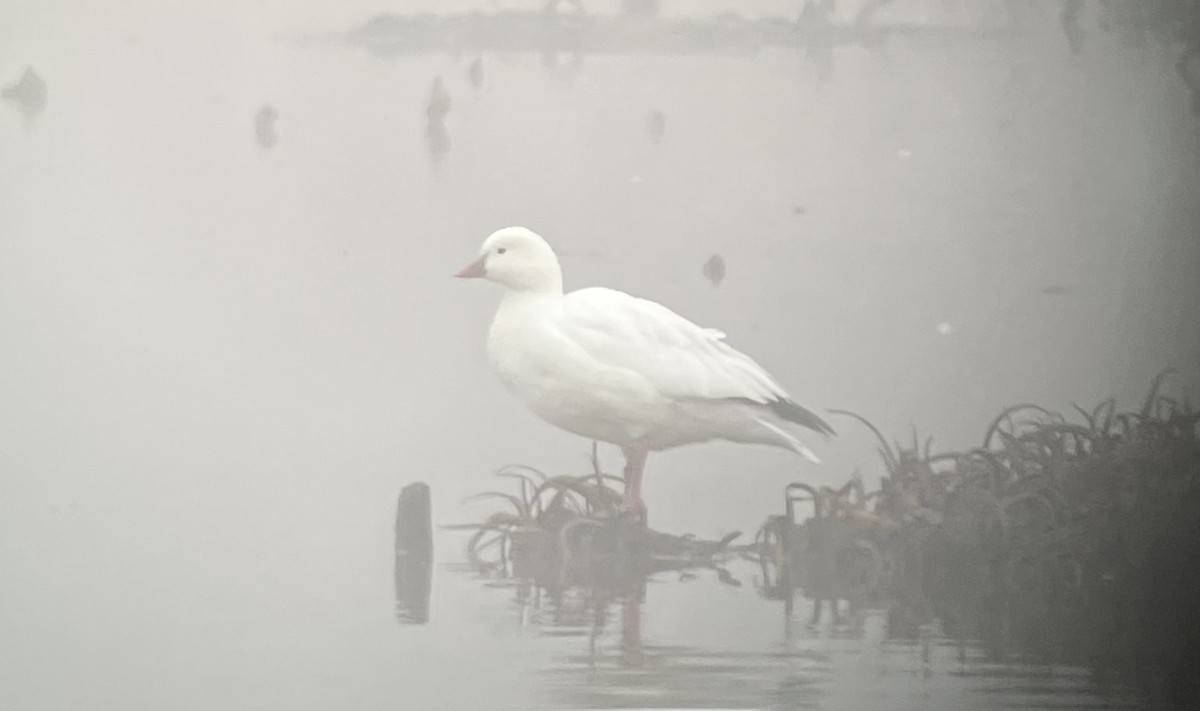 eskimogås - ML646544772