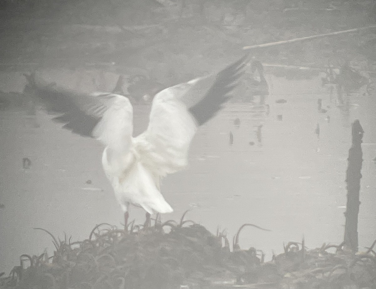 eskimogås - ML646544773